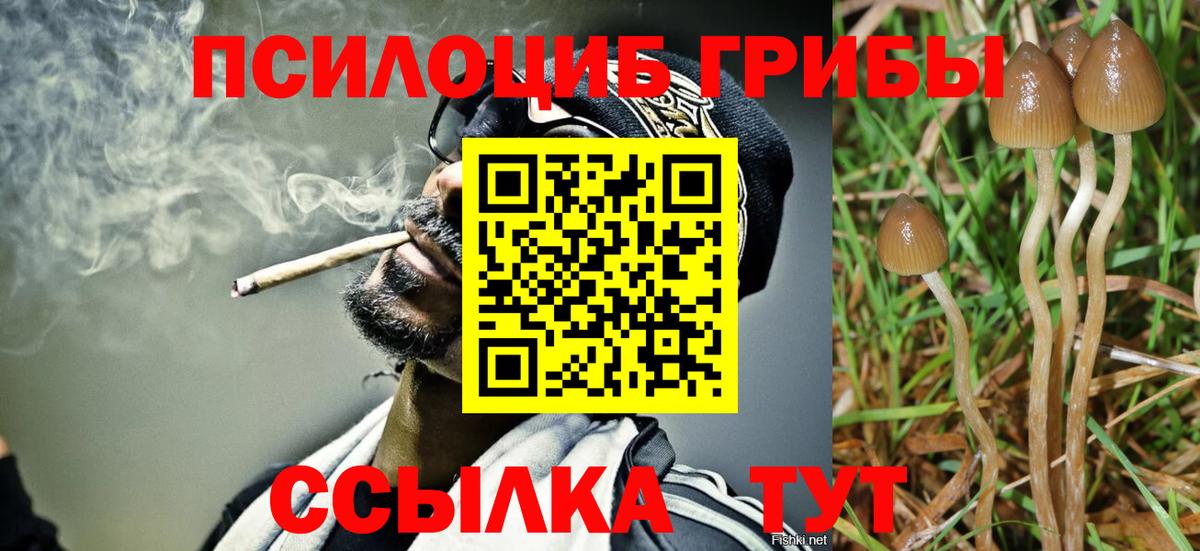 Псилоцибиновые грибы Cubensis Королёв